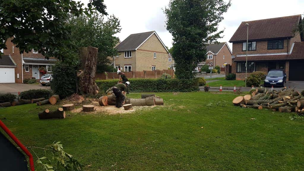 This is a photo of a tree that has been cut into sections on a communal area, and is now being removed from site. Works undertaken by LM Tree Surgery Selsey