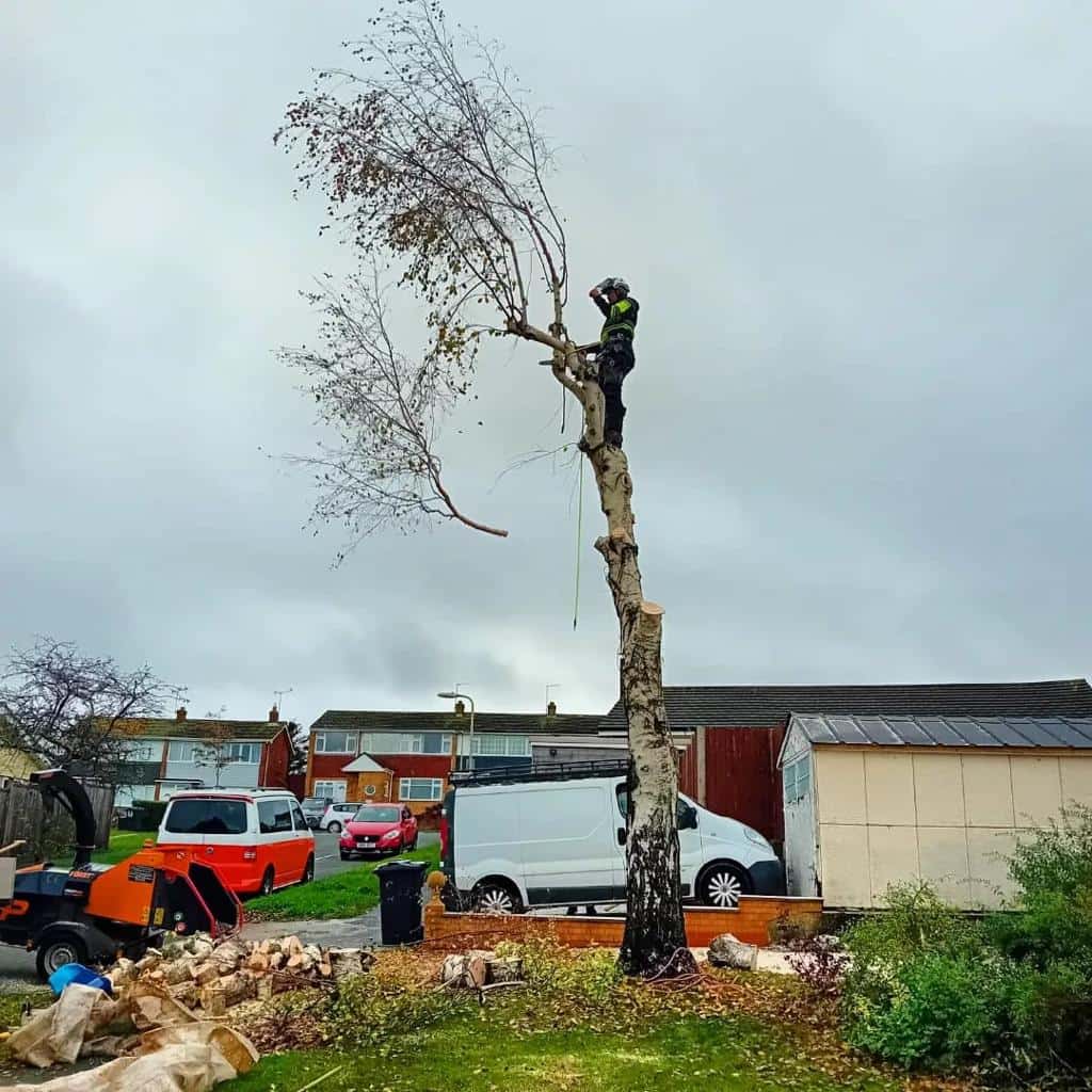 This is a photo of a tree that is being removed by an operative from LM Tree Surgery Selsey, the arborist is at the top of the tree about to cut down a section of it.